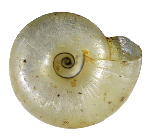 VA_LandSnails